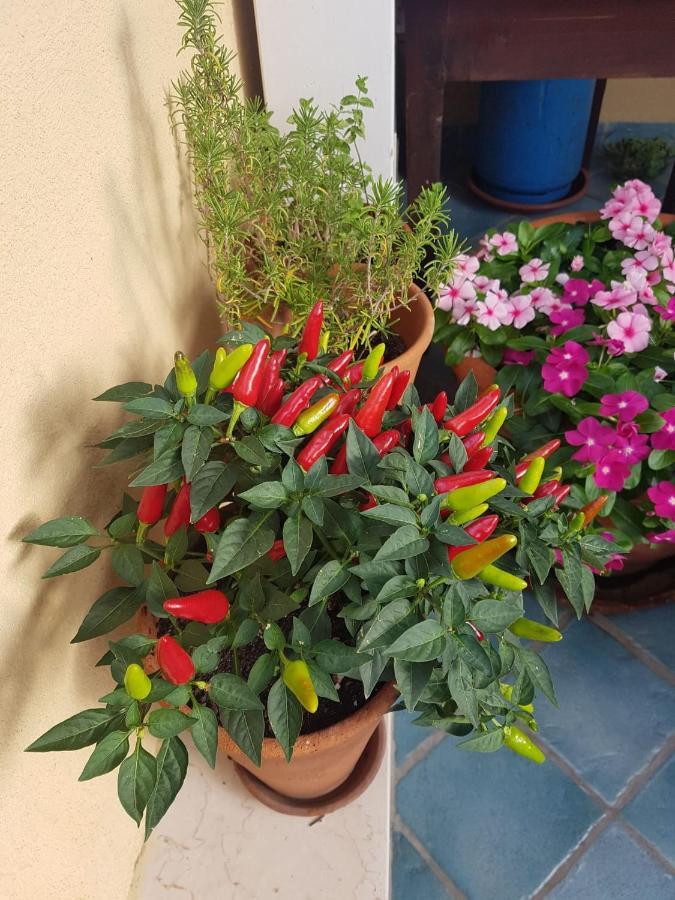 B&B Il Vicolo Di Pizzo Kültér fotó